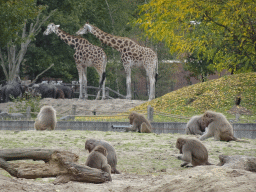 Hamadryas Baboons and Rothschild`s Giraffes at the Safaripark Beekse Bergen