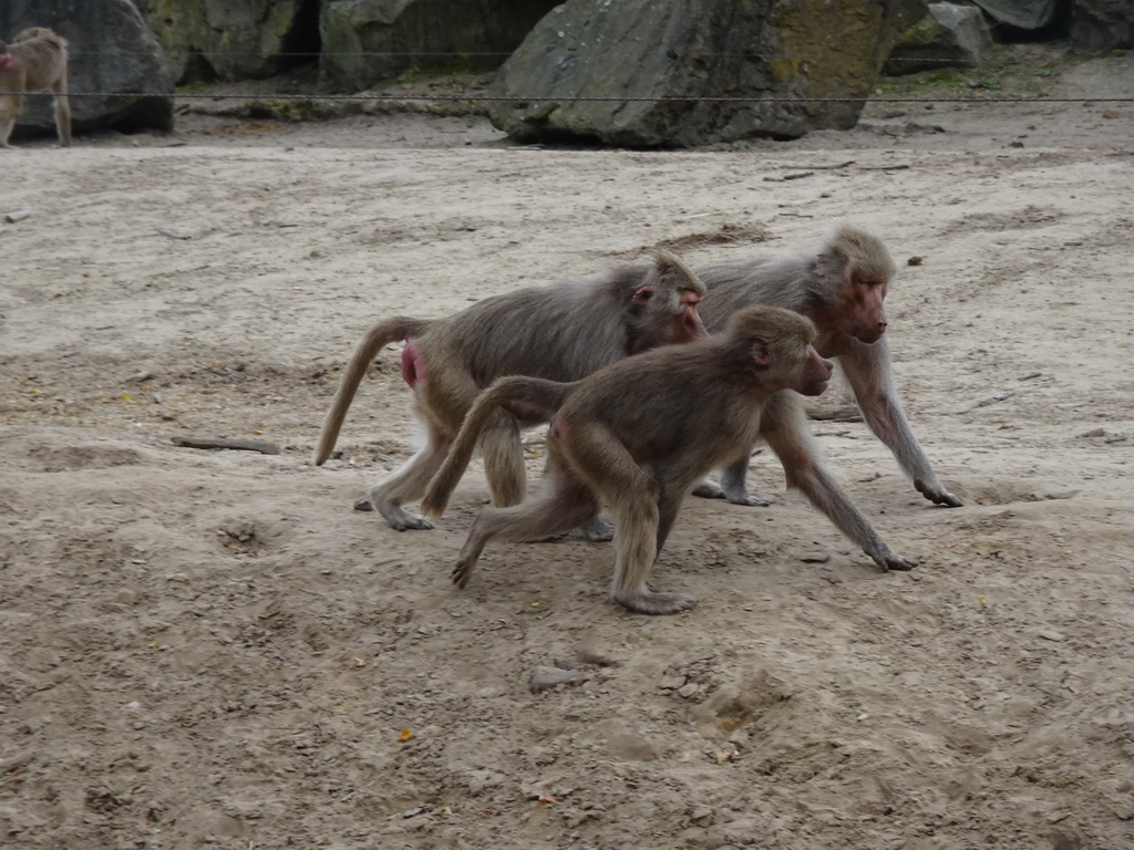 Hamadryas Baboons at the Safaripark Beekse Bergen