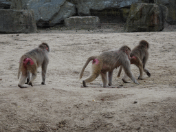 Hamadryas Baboons at the Safaripark Beekse Bergen