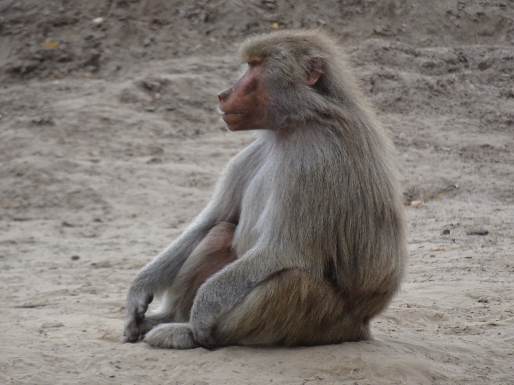 Hamadryas Baboon at the Safaripark Beekse Bergen