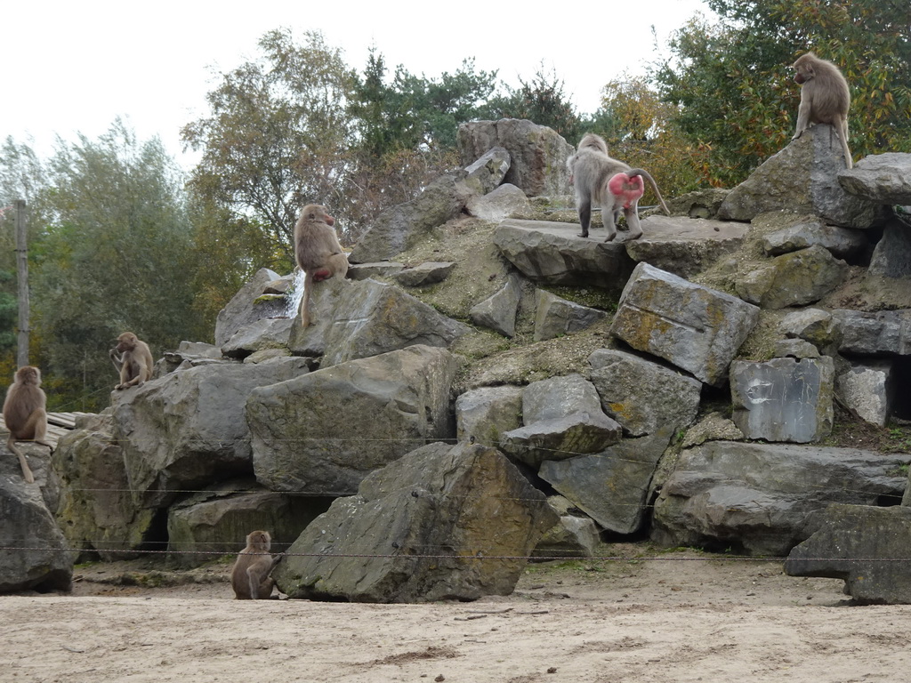 Hamadryas Baboons at the Safaripark Beekse Bergen