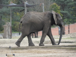 African Elephants at the Safaripark Beekse Bergen