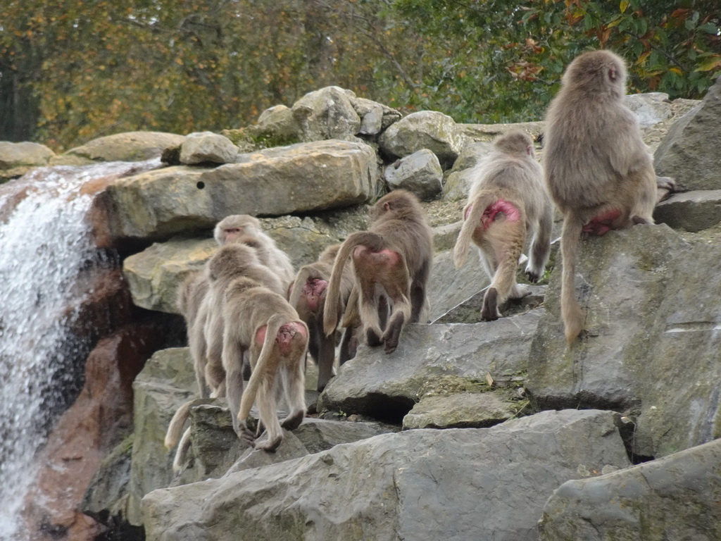 Hamadryas Baboons at the Safaripark Beekse Bergen