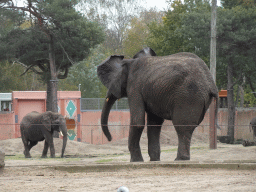 African Elephants at the Safaripark Beekse Bergen