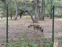 Spotted Hyena at the Safaripark Beekse Bergen