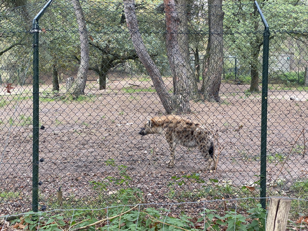 Spotted Hyena at the Safaripark Beekse Bergen