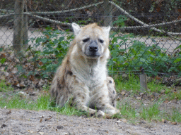 Spotted Hyena at the Safaripark Beekse Bergen