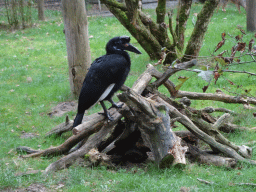 Abyssinian Ground Hornbill at the Forest Aviary at the Safaripark Beekse Bergen
