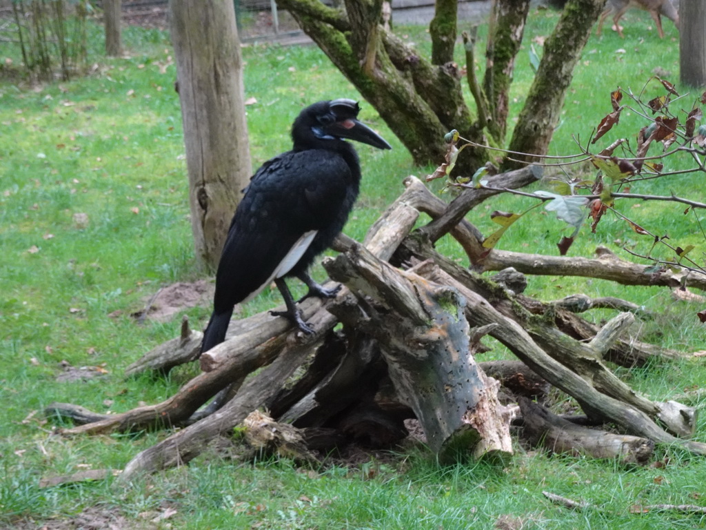 Abyssinian Ground Hornbill at the Forest Aviary at the Safaripark Beekse Bergen