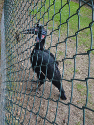 Abyssinian Ground Hornbill at the Forest Aviary at the Safaripark Beekse Bergen