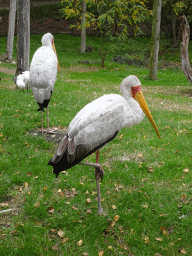 Yellow-billed Storks and African Sacred Ibis at the Wetland Aviary at the Safaripark Beekse Bergen