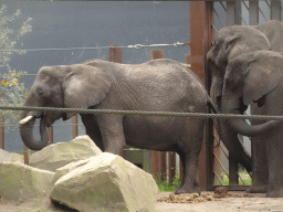 African Elephants at the Safaripark Beekse Bergen