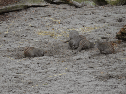 Banded Mongooses at the Safaripark Beekse Bergen