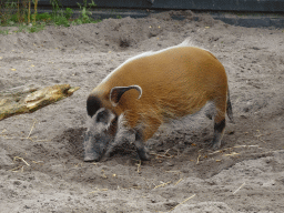 Red River Hog at the Safaripark Beekse Bergen