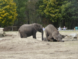 African Elephants at the Safaripark Beekse Bergen