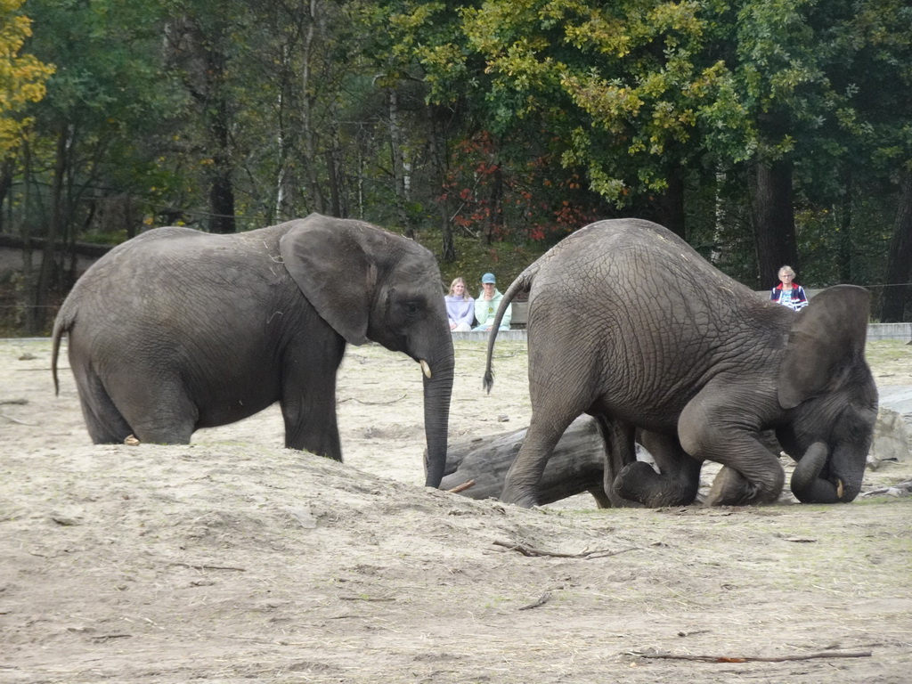 African Elephants at the Safaripark Beekse Bergen