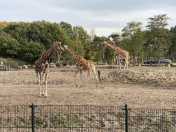 Rothschild`s Giraffes at the Safaripark Beekse Bergen