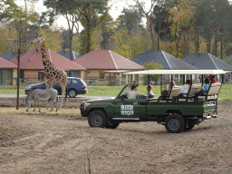Jeep, Rothschild`s Giraffe and Grévy`s Zebra at the Safaripark Beekse Bergen