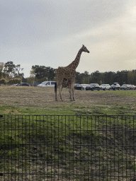 Young Rothschild`s Giraffe drinking from their mother and cars doing the Autosafari at the Safaripark Beekse Bergen