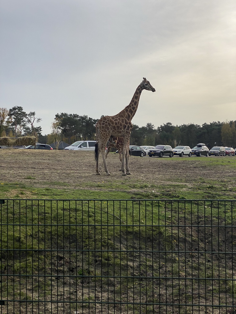 Young Rothschild`s Giraffe drinking from their mother and cars doing the Autosafari at the Safaripark Beekse Bergen