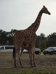 Young Rothschild`s Giraffe drinking from their mother and cars doing the Autosafari at the Safaripark Beekse Bergen