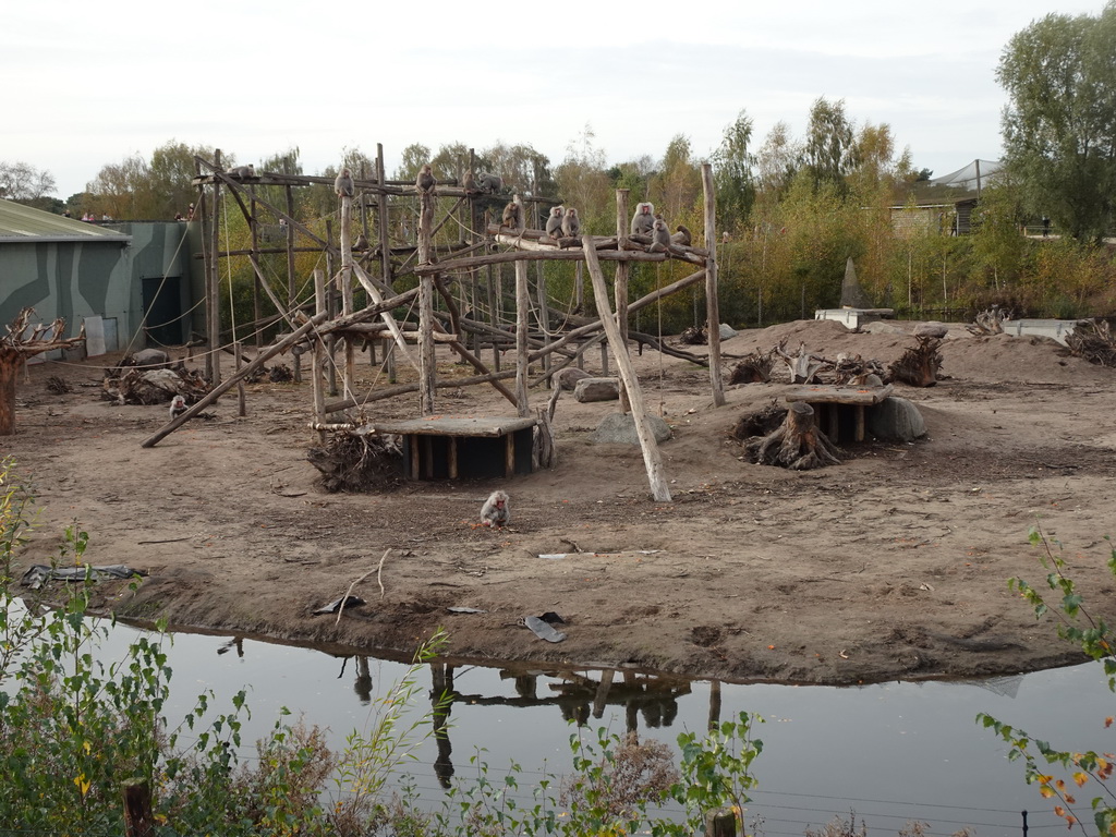 Hamadryas Baboons at the Safaripark Beekse Bergen, viewed from the path through the new Savannah area