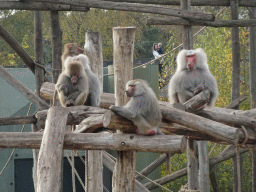 Hamadryas Baboons at the Safaripark Beekse Bergen, viewed from the path through the new Savannah area