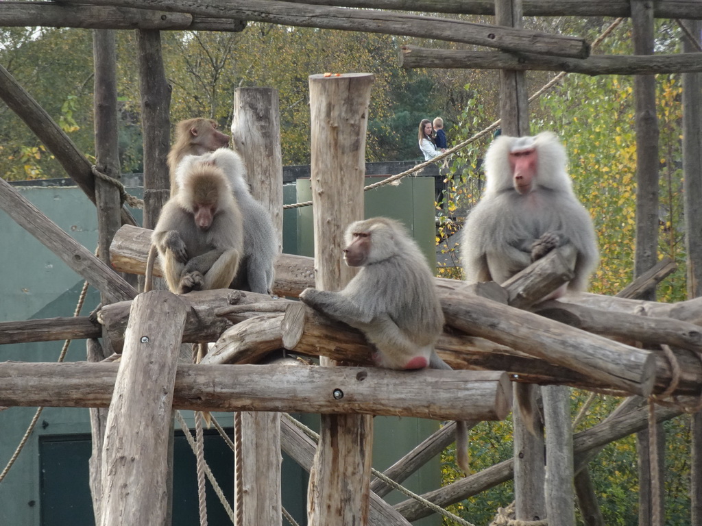 Hamadryas Baboons at the Safaripark Beekse Bergen, viewed from the path through the new Savannah area