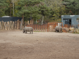 Square-lipped Rhinoceros at the new Savannah area at the Safaripark Beekse Bergen