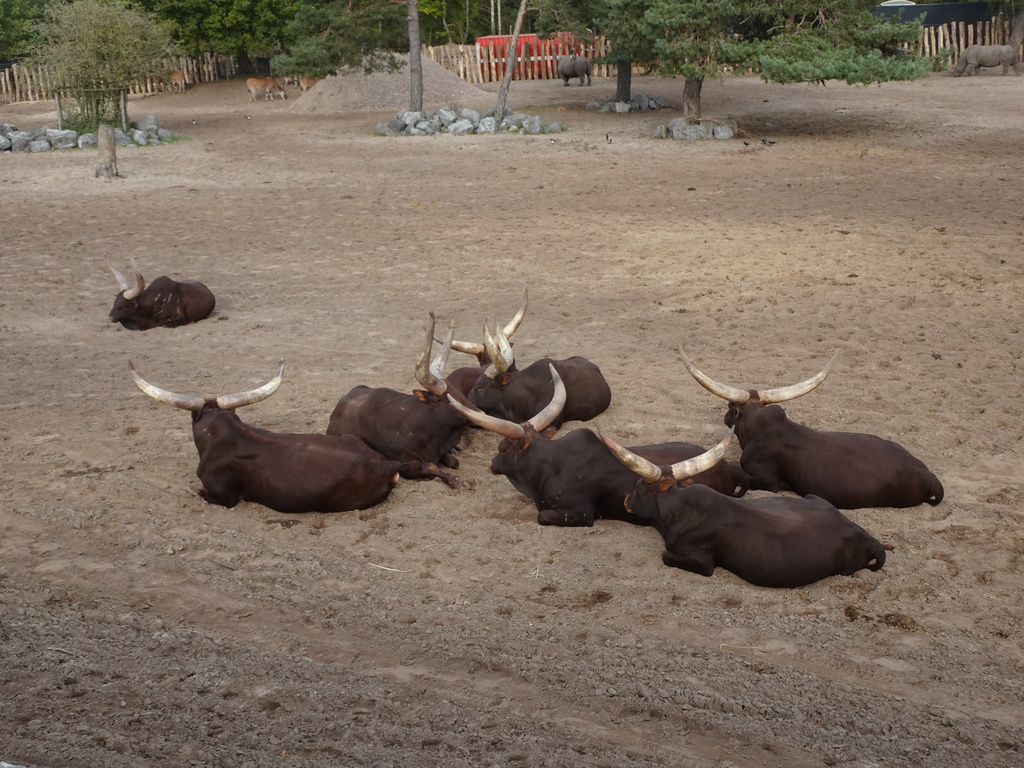 Watusi Cattle, Common Elands and Square-lipped Rhinoceroses at the new Savannah area at the Safaripark Beekse Bergen