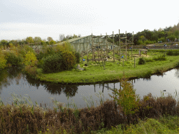 Chimpanzees at the Safaripark Beekse Bergen