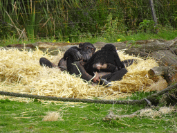 Chimpanzees at the Safaripark Beekse Bergen