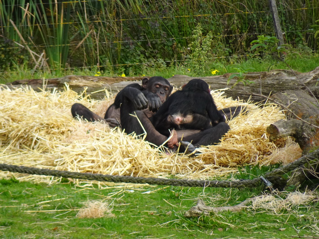 Chimpanzees at the Safaripark Beekse Bergen