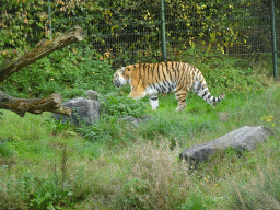 Amur Tiger at the Safaripark Beekse Bergen