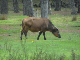 African Forest Buffalo at the Safaripark Beekse Bergen, viewed from the car during the Autosafari