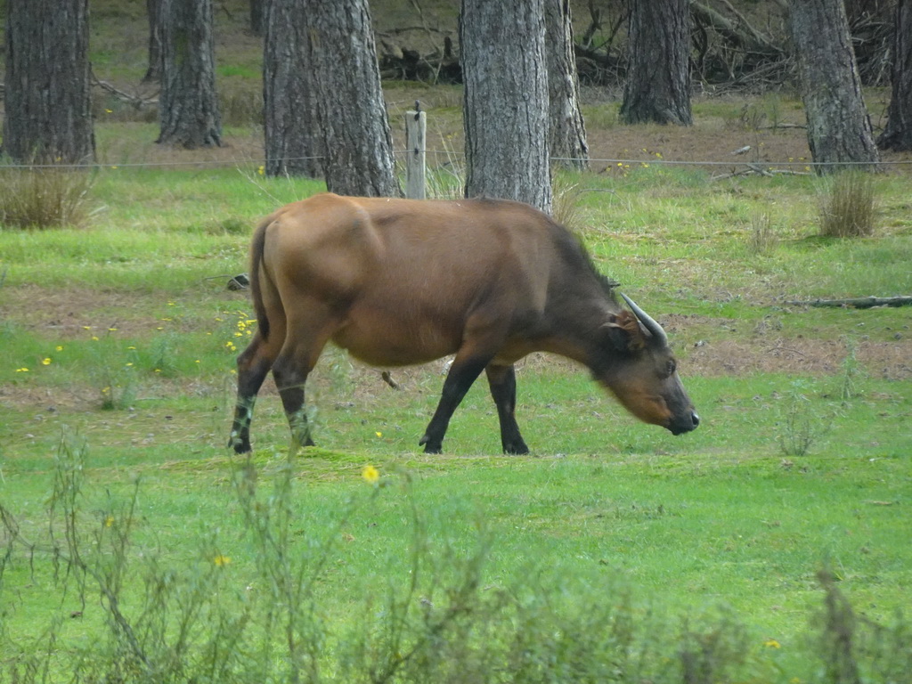 African Forest Buffalo at the Safaripark Beekse Bergen, viewed from the car during the Autosafari