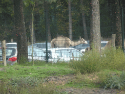 Camels and cars doing the Autosafari at the Safaripark Beekse Bergen, viewed from the car