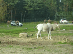 Camels, Addax and jeep at the Safaripark Beekse Bergen, viewed from the car during the Autosafari