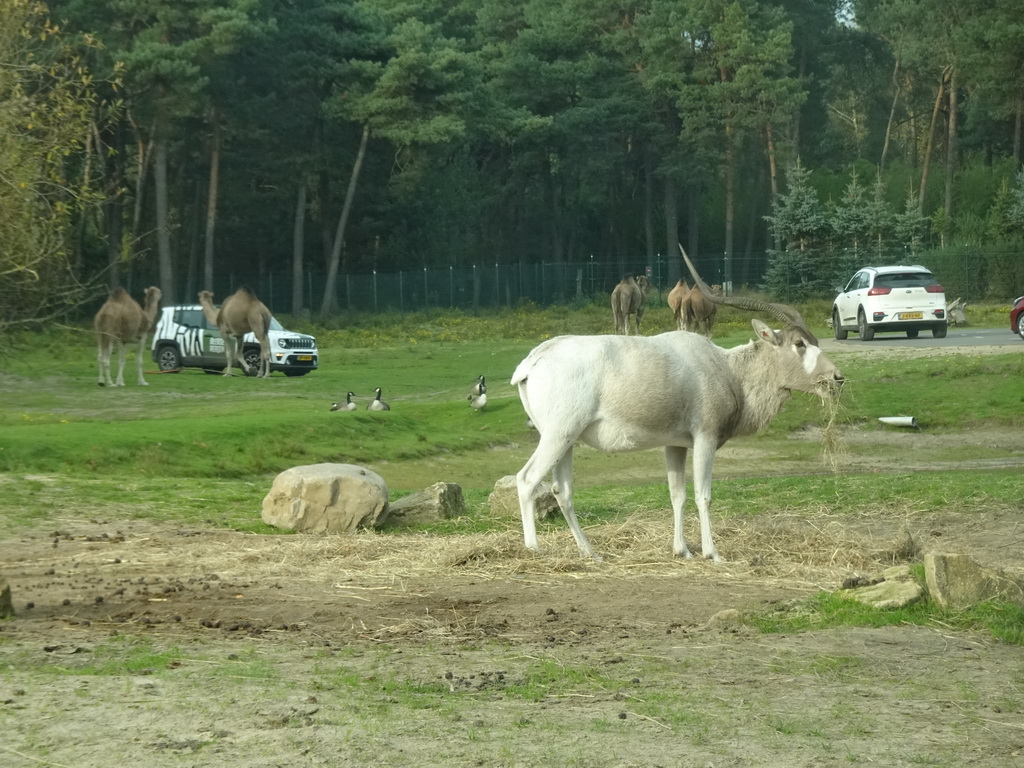 Camels, Addax and jeep at the Safaripark Beekse Bergen, viewed from the car during the Autosafari