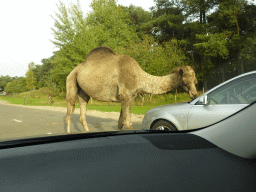 Camels and car doing the Autosafari at the Safaripark Beekse Bergen, viewed from the car