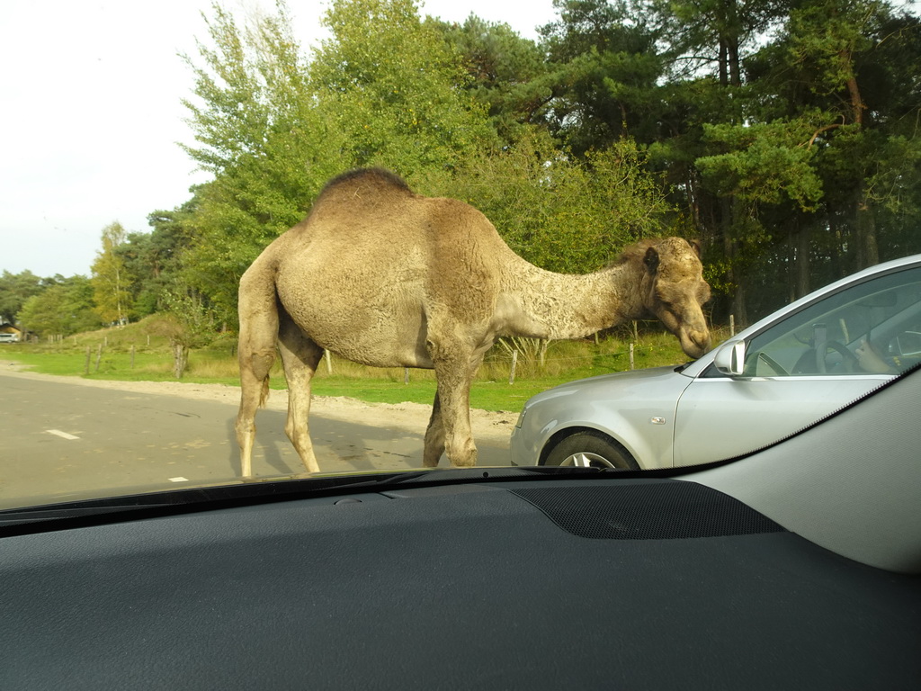 Camels and car doing the Autosafari at the Safaripark Beekse Bergen, viewed from the car