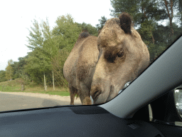 Camel eating leaves from our car at the Safaripark Beekse Bergen, viewed from the car during the Autosafari