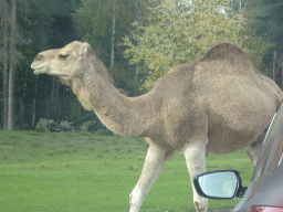 Camel at the Safaripark Beekse Bergen, viewed from the car during the Autosafari