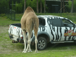 Jeep and Camel at the Safaripark Beekse Bergen, viewed from the car during the Autosafari