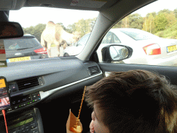 Max eating Spirellos in the front of the car during the Autosafari at the Safaripark Beekse Bergen, with a view on a Camel