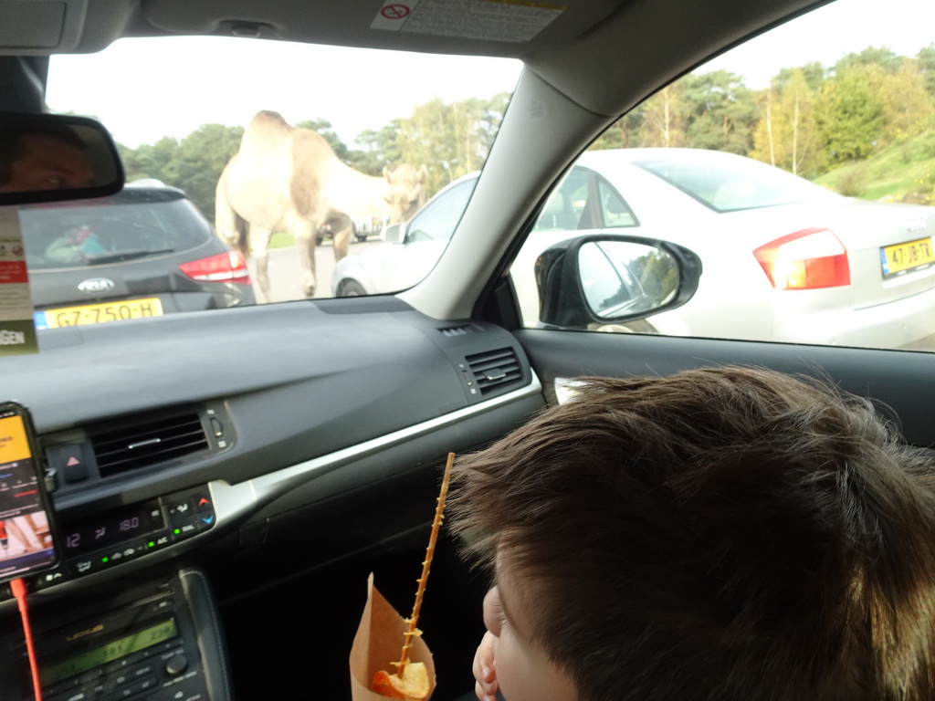 Max eating Spirellos in the front of the car during the Autosafari at the Safaripark Beekse Bergen, with a view on a Camel
