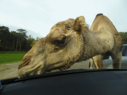 Camel eating leaves from our car at the Safaripark Beekse Bergen, viewed from the car during the Autosafari