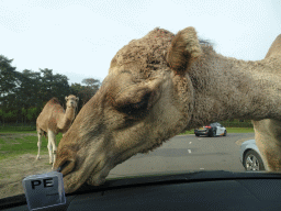 Camels eating leaves from our car at the Safaripark Beekse Bergen, viewed from the car during the Autosafari