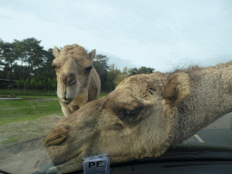 Camels eating leaves from our car at the Safaripark Beekse Bergen, viewed from the car during the Autosafari