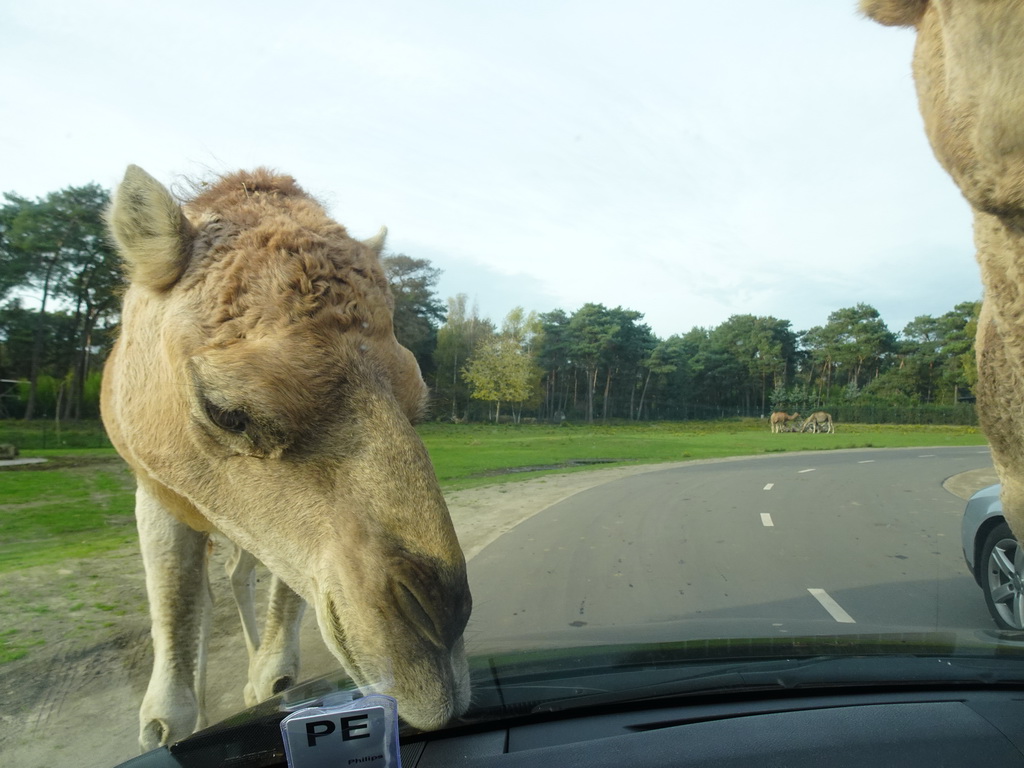 Camels eating leaves from our car at the Safaripark Beekse Bergen, viewed from the car during the Autosafari